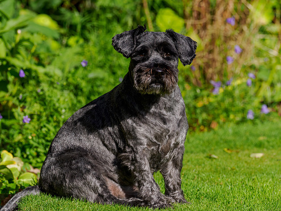 Archie