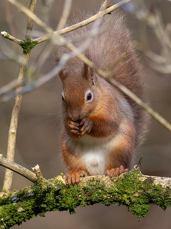 20250220-Red Squirrel-OM011349