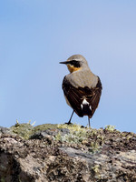 Wheatear (Oenanthe oenanthe)