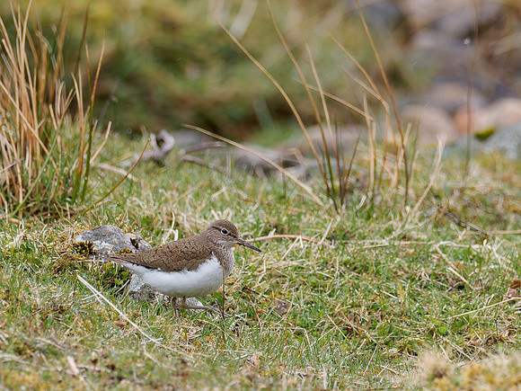 Sandpiper