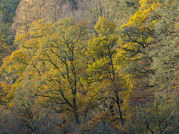 Colours Remain