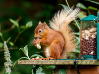 Red Squirrel