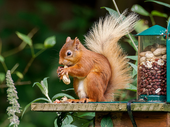 Red Squirrel