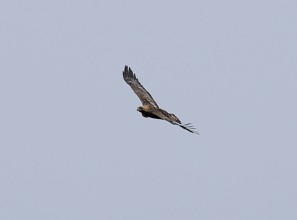 Golden Eagle (Aquila chrysaetos)