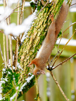 Red Squirrel