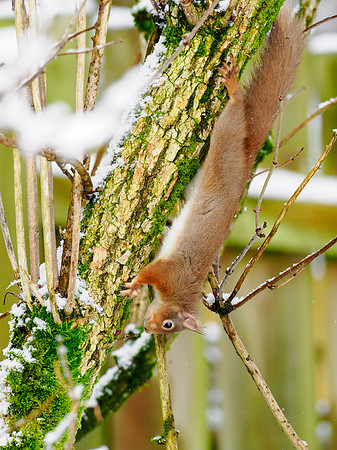 Red Squirrel
