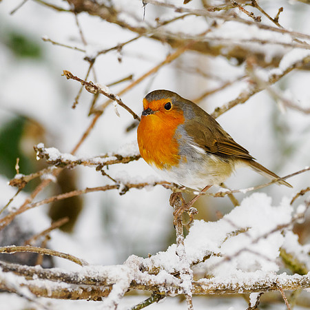 Robin
