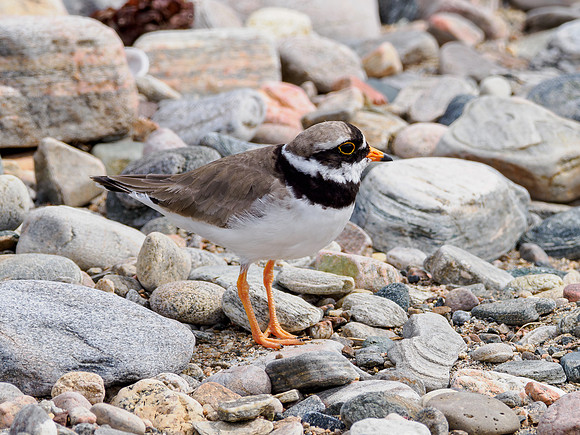 Ringed Plover (Charadrius hiaticula)