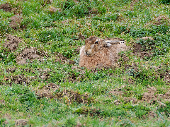 A Good Hare Day