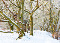 Snowy Woodland