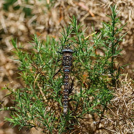 Male Migrant Hawker Dragonfly