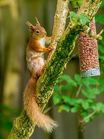 Red Squirrel