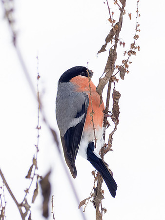 Bullfinch