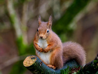 Red Squirrel (Sciurus vulgaris)