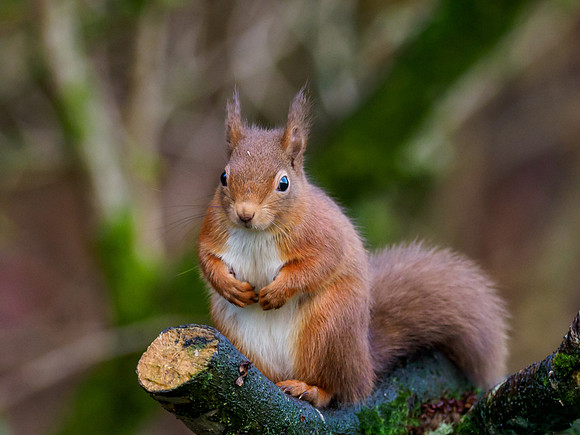 Red Squirrel (Sciurus vulgaris)