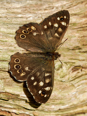 Speckled Wood Butterfly (Pararge aegeria)