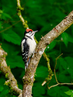 Great Spotted Woodpecker (Dendrocopos major)