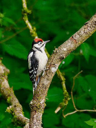 Great Spotted Woodpecker (Dendrocopos major)