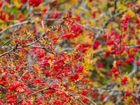 Red, Red Rowan