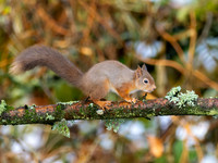 20241124-Garden Critters-OM015645