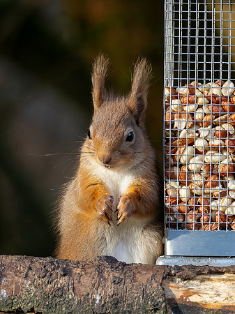 20250220-Red Squirrel-OM011332