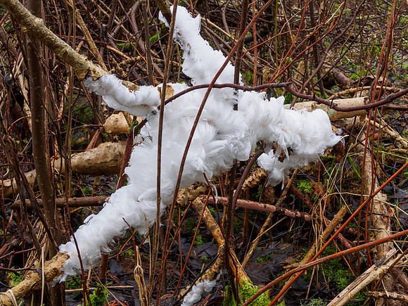 Ice Flower 4