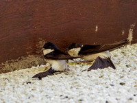 20220705-Garden-EM129239
