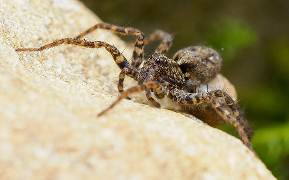 Spider