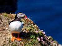 Atlantic Puffin (Fratercula arctica)
