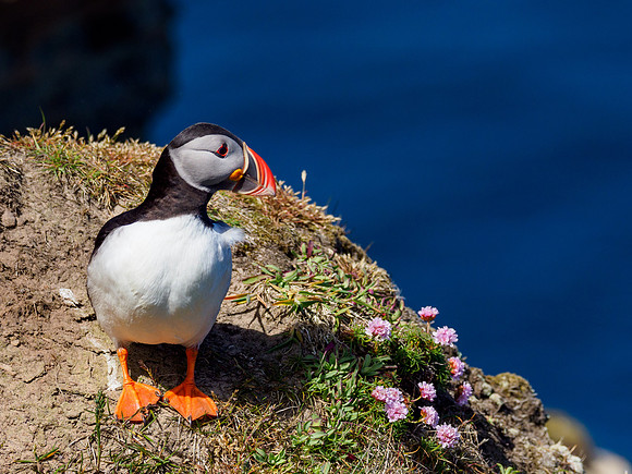Atlantic Puffin (Fratercula arctica)