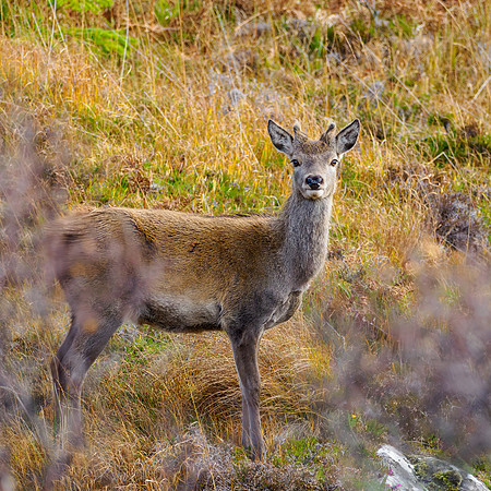 20241027-Lochinver-OM013929-Enhanced-NR