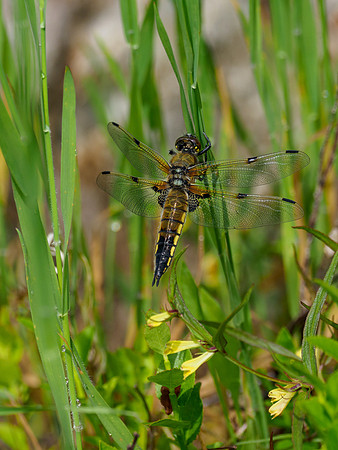 Four Spotted Chaser (Libellula quadrimaculata)