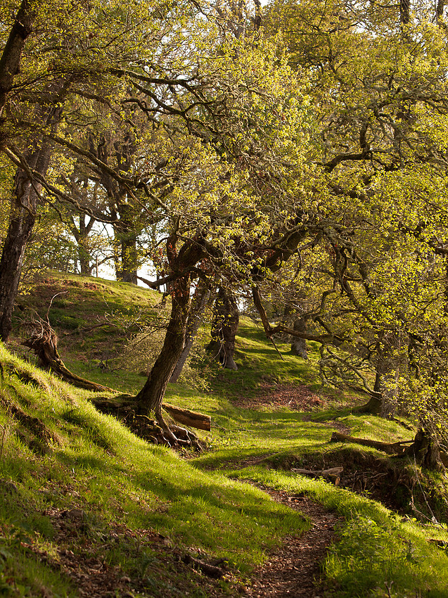 Dhivach Woodland Walk