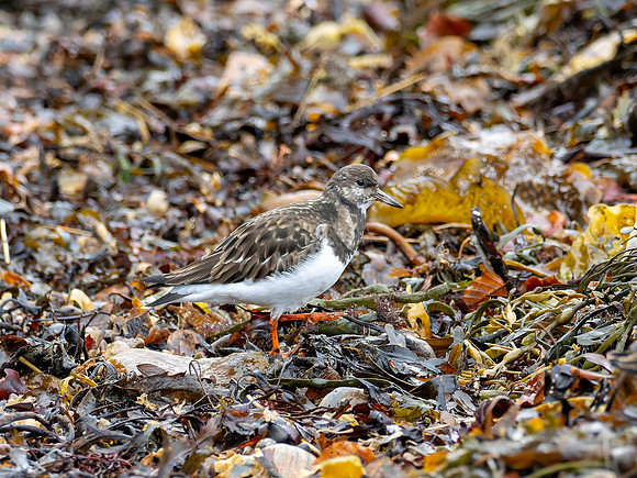 Turnstones