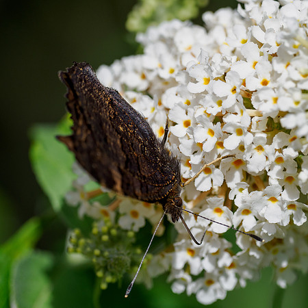 Peacock Butterfly (Aglais io)