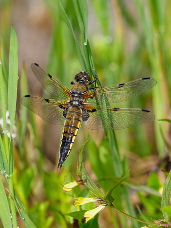 Four Spotted Chaser (Libellula quadrimaculata)