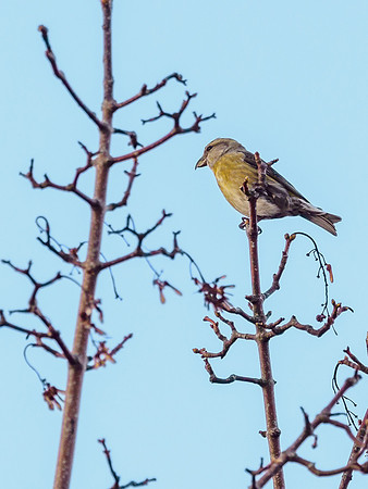 Female Common Crossbill Loxia curvirostra