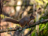 Squirrel, Sunshine & Shadows
