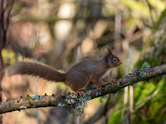 Squirrel, Sunshine & Shadows