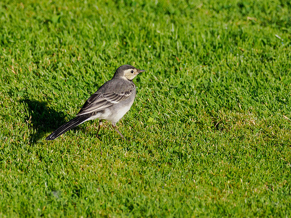 Juvenile Pied Wagtail (Motacilla alba)
