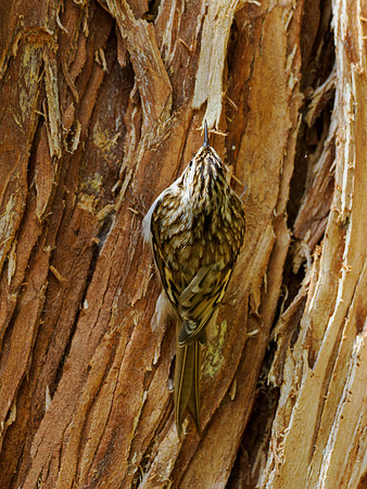 Treecreeper
