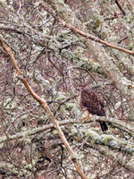 Common Buzzard