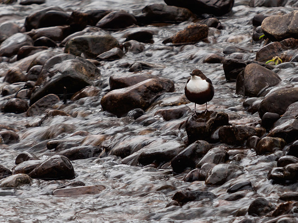 Dipper