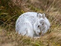 Mountain Hare