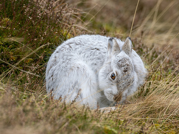 Mountain Hare