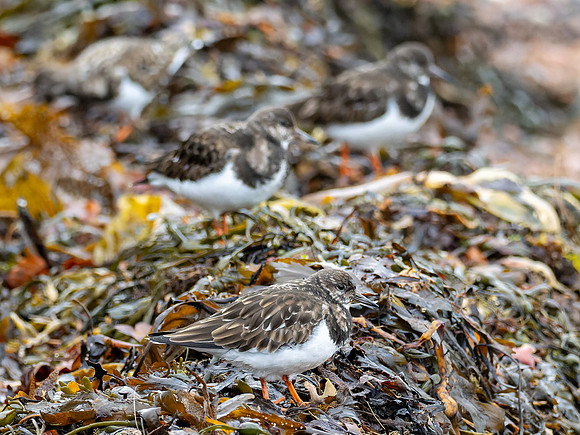 Turnstones