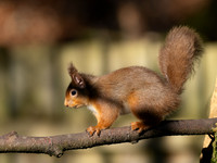 Squirrel, Sunshine & Shadow