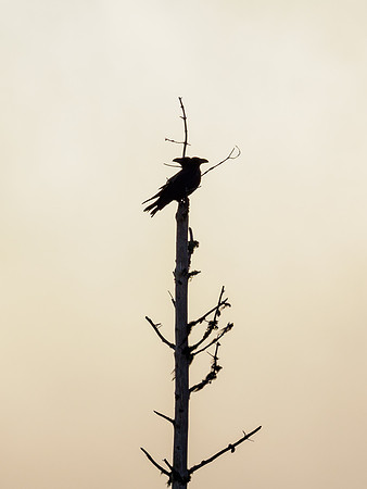 Two-headed Raven (Corvus corax)