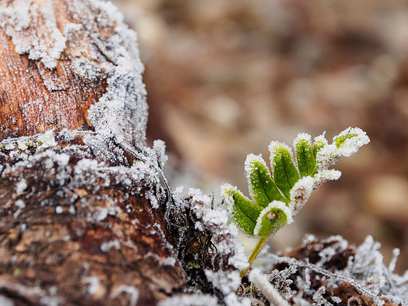 Frozen Fern