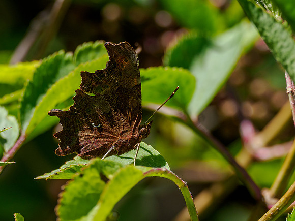 Comma Butterfly (Polygonia c-album)